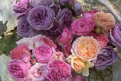 flores