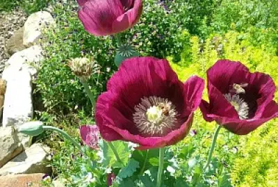 flores