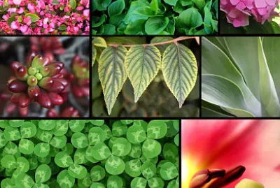 Reino Vegetal