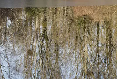 Reflet marais gelÃ©