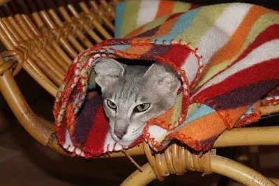 Le chat aime Ãªtre au chaud