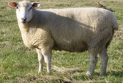 German whiteheded mutton