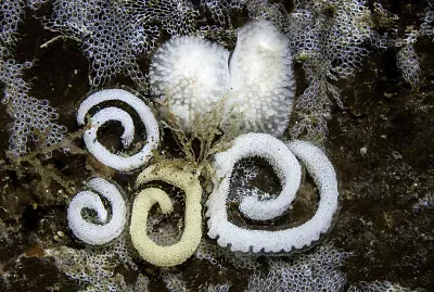 Onchidoris muricata