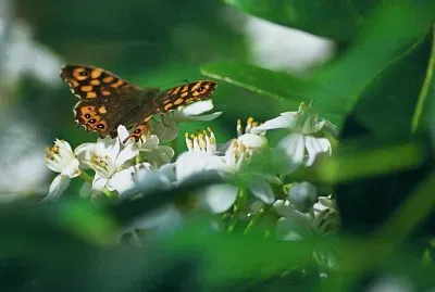Tximeleta / Mariposa / Papillon / Butterfly