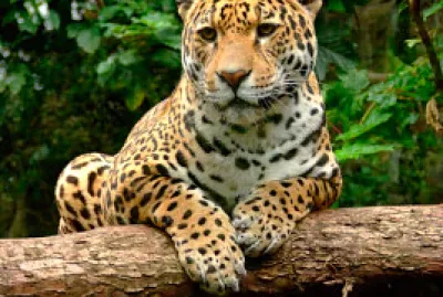 jaguar