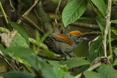 Codaspinosa ardesia