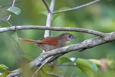 Codaspinosa della gujana