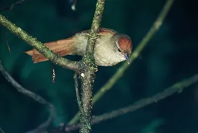 Codaspinosa sopraccigli cenere