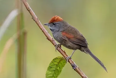 Codaspinosa di spix