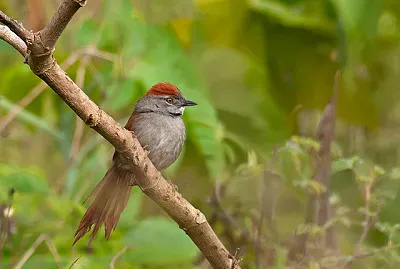 Codaspinosa frontescura