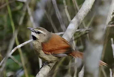 Codaspinosa guanceocra