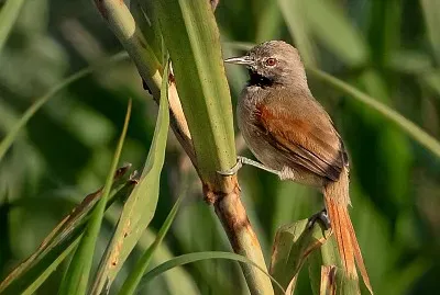 Coda spinosa pettobianco