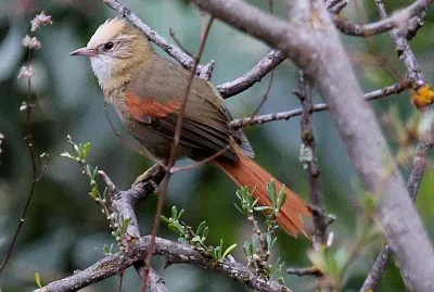 Codaspinosa pettocrema