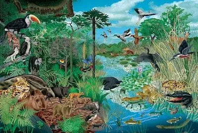 clasificaciÃ³n de los animales