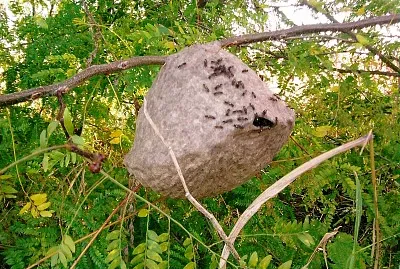 Panal de Camoati!!!!