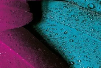 פאזל של Folhas Com Paleta