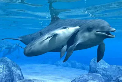 dolphin love