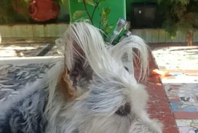 Animais de estimacao jigsaw puzzle