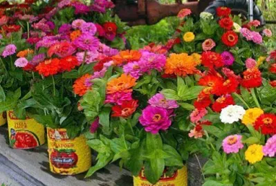 flores