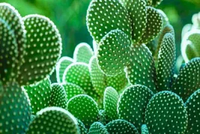 Cactos jigsaw puzzle