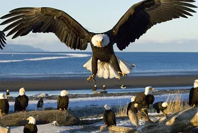 פאזל של imagem