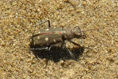 Cicindela di spiaggia