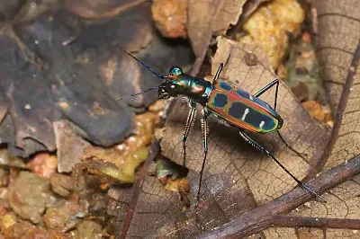 Cicindela du ponti