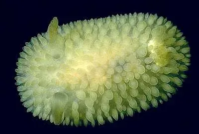 Onchidoris prozxima