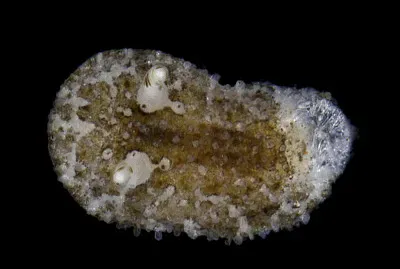 Onchidoris sparsa