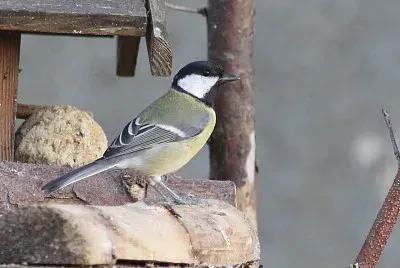 MÃ©sange charbonniÃ¨re jigsaw puzzle