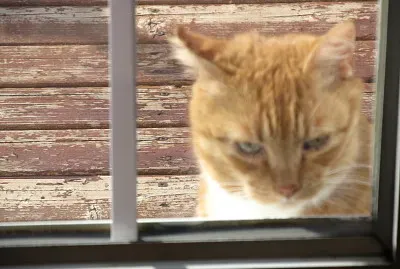 Peekaboo!  Anybody home? jigsaw puzzle