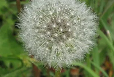 Dandelion puffball
