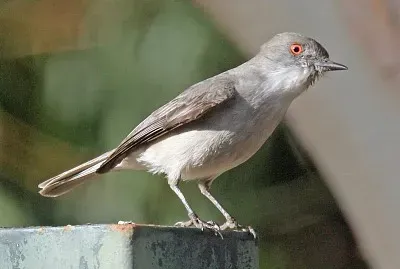 Tiranno occhiodifuoco