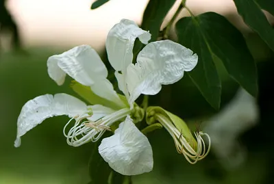Flor Pata de Vaca