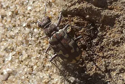 Cicindela marittima