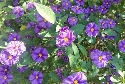 Solanum