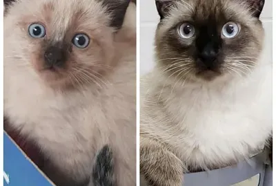 Meu Gato jigsaw puzzle