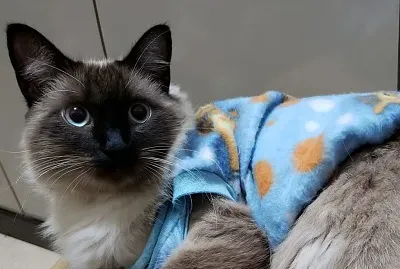 Meu Gato jigsaw puzzle