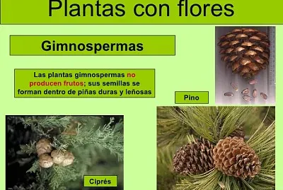 Plantas - clasificaciÃ³n