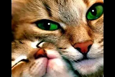 gato mimoso jigsaw puzzle