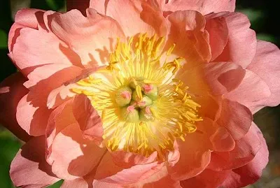 flores