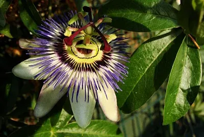 Fleur de passiflore