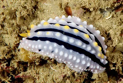 Phyllidia alyta