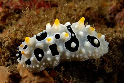Phyllidia babai
