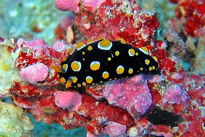 Phyllidia carlsonhoffi