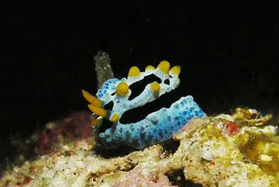 Phyllidia coelestis