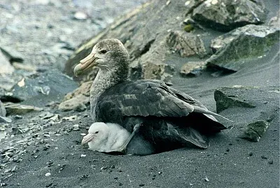 Ossifraga del sud