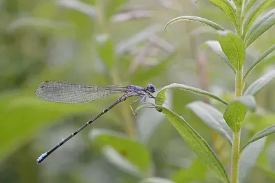 Argia apicalis
