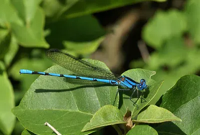 Argia anceps
