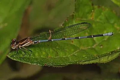 Argia oenea